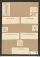 Diatomeae indet. Zeichnungen Sammlung Grunow Nr. 7033 (NHMW-BOT-W0375958)